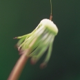 Dandelion, Santa Monica Pier Aquarium, Heal the Bay, Donate